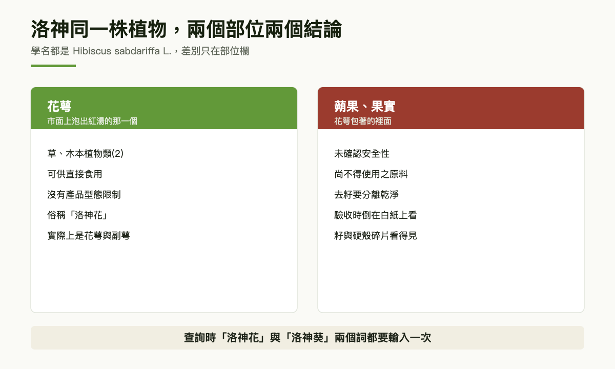 對照圖：洛神花萼列為可供直接食用（綠），蒴果與果實列為未確認安全性尚不得使用（紅），學名同為 Hibiscus sabdariffa L.