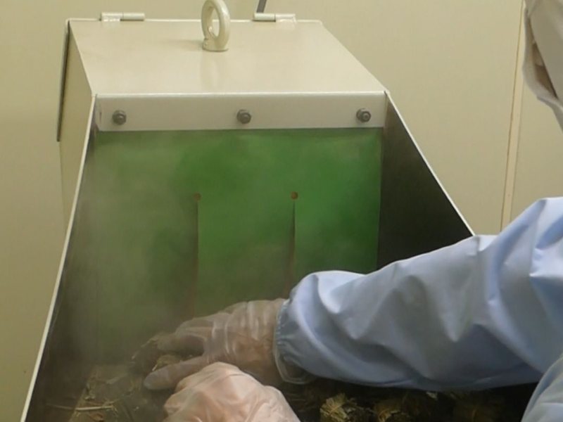 保康生醫粉碎室，作業人員將漢方原料送入粉碎機進行細碎加工